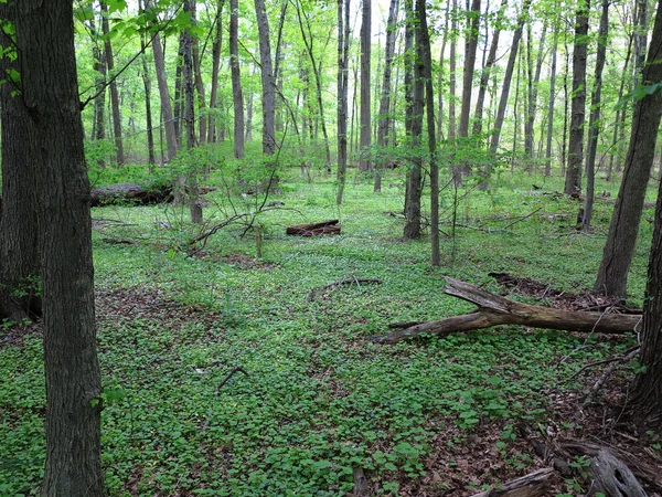 Bosque verde oscuro — Foto de Stock