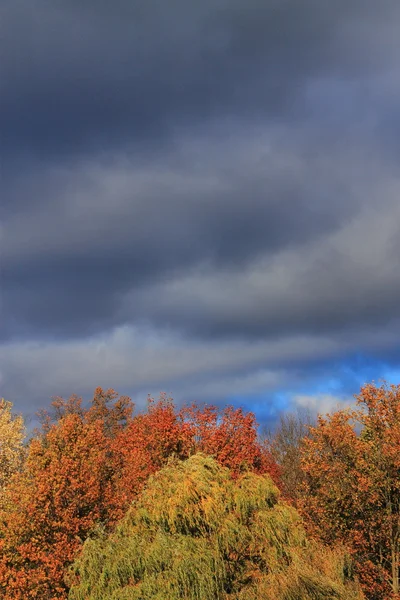 Árboles y nubes de tormenta Fondo — Foto de Stock