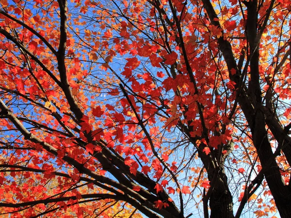 Hojas de otoño Colores de otoño — Foto de Stock