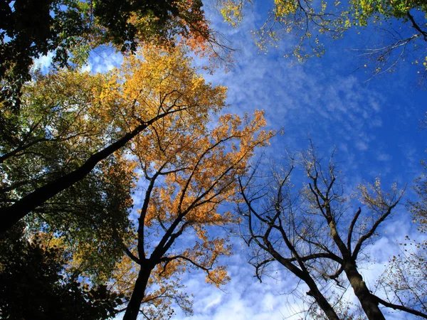 Sonbahar ağaçlar ve renk — Stok fotoğraf