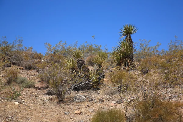 Paisagem deserto sudoeste — Fotografia de Stock