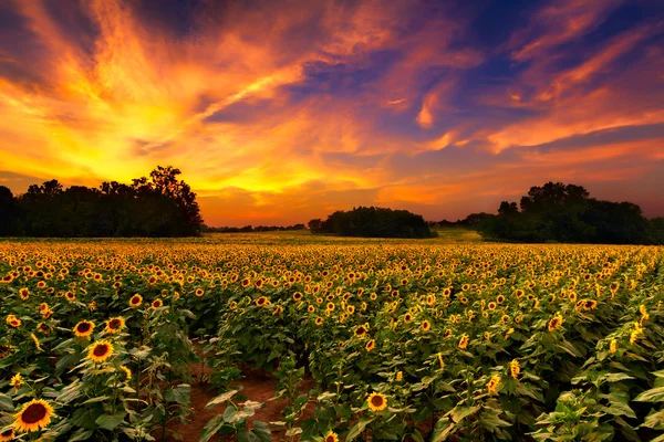 Słoneczniki w zachodzie słońca — Zdjęcie stockowe