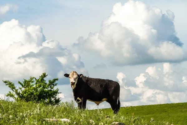 丘の中腹に牛します。 — ストック写真