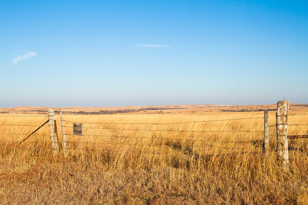 Прейри-Блессинг
