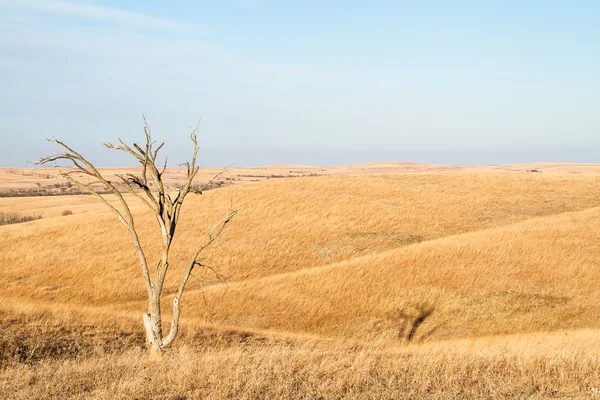 Samotny drzewo w Flint wzgórza z Kansas — Zdjęcie stockowe