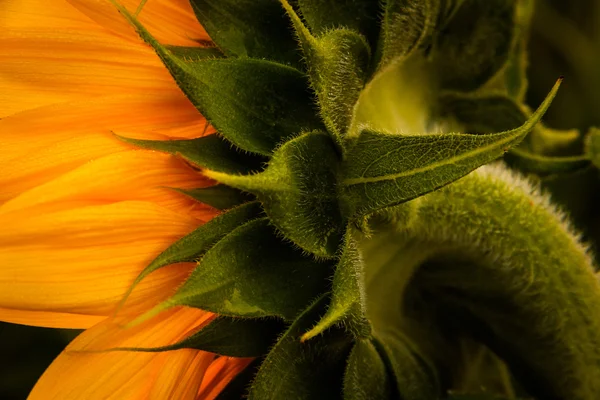 Back angle of sunflower — Stock Photo, Image