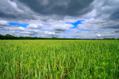 Midwest buğday alanında