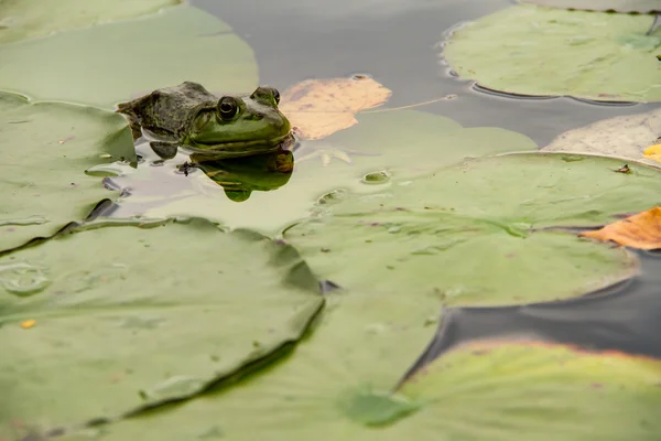 A frog hiding in the lilypads — Stock Photo, Image
