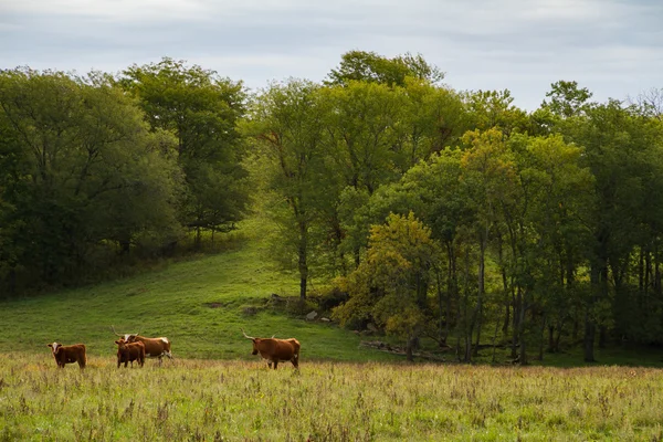 テキサスの longhorn の牛 — ストック写真