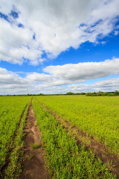 Chemin du véhicule sur le terrain — Photo