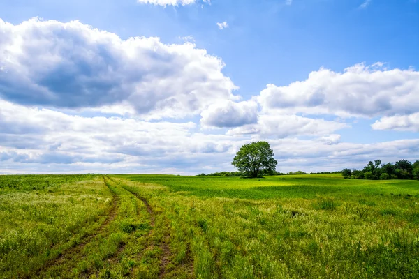 Pathway through the field — Stock Photo, Image