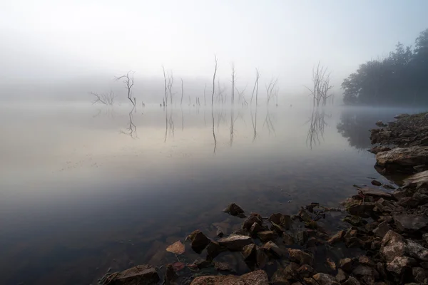 Foggy Gölü ağaçları ile — Stok fotoğraf