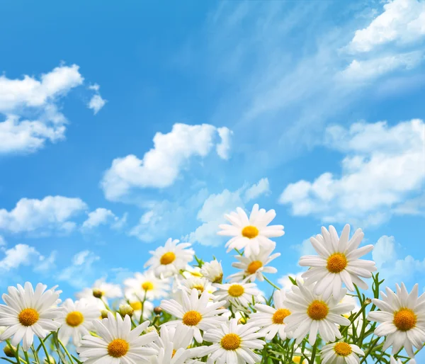 Fleurs de marguerite contre le ciel — Photo