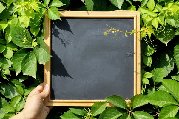 Blackboard with ivy leaves — Stock Photo, Image