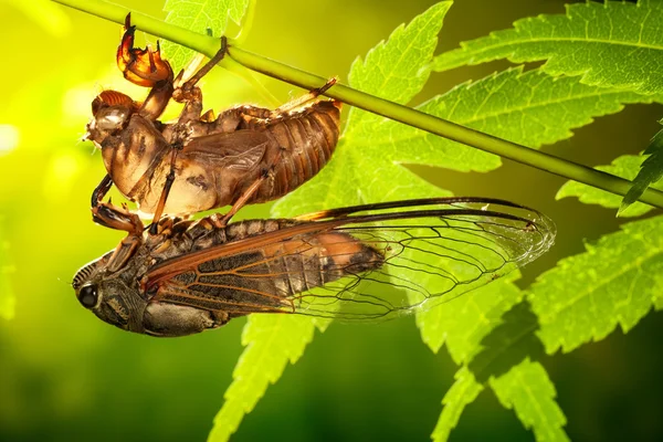 Cicada — Stock Photo, Image