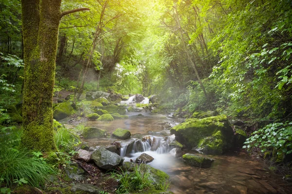 Waterfall in forest
