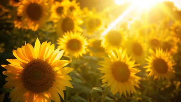 Girasol — Foto de Stock