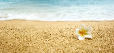  Kum plajındaki Plumeria alba (beyaz Frangipani)