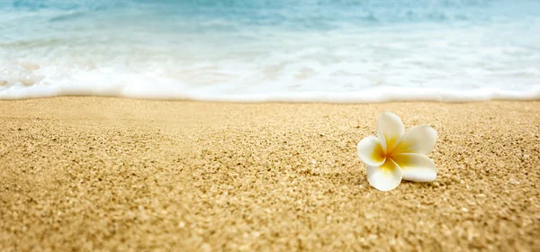 Plumeria alba (Frangipani blanc) sur une plage de sable fin — Photo