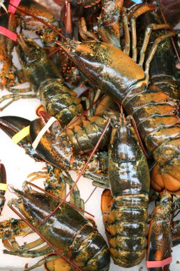 Amerikan ıstakoz, Homarus americanus.