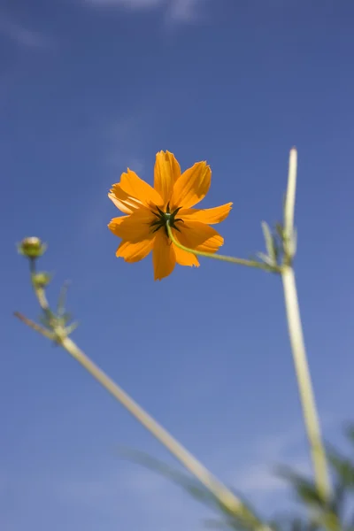 Marguerite jaune et ciel — Photo