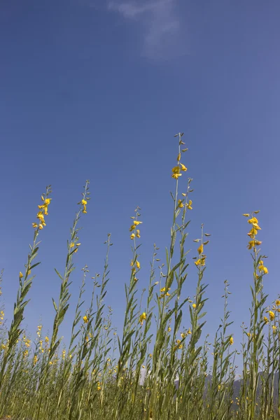 Colza ou canola — Photo