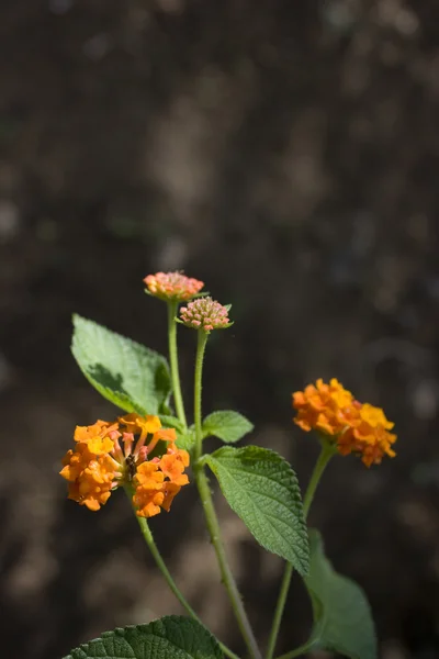 オレンジ色の野生花 — ストック写真