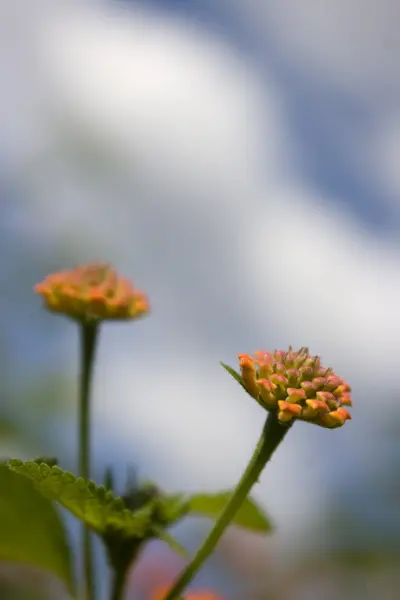 Oranžový wild flower — Stock fotografie