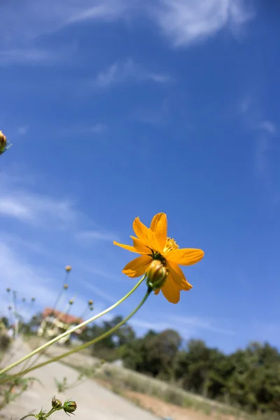 Sarı papatya — Stok fotoğraf