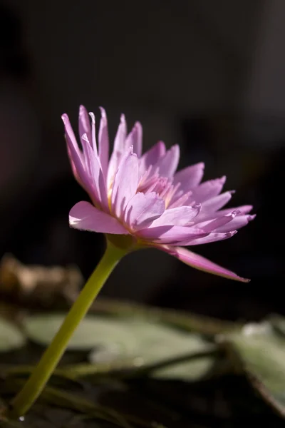 ピンクの睡蓮 — ストック写真