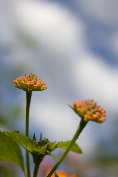 Turuncu vahşi çiçek — Stok fotoğraf