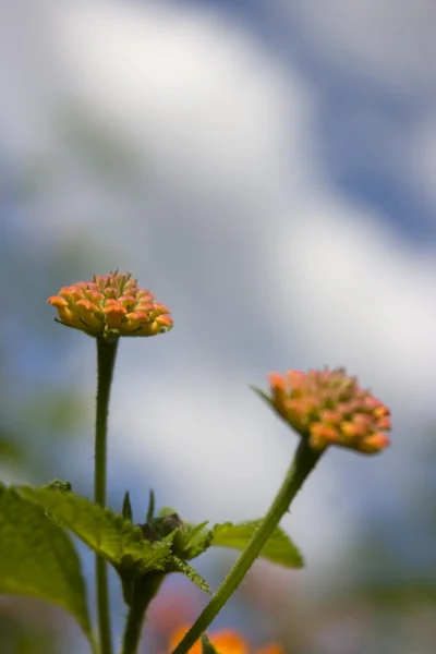 Oranžový wild flower — Stock fotografie