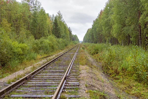 Railway in forest area — Stock Photo, Image