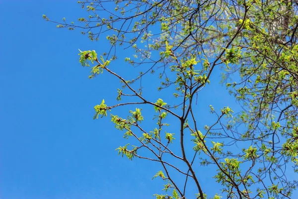 Ramas con hojas de primavera —  Fotos de Stock