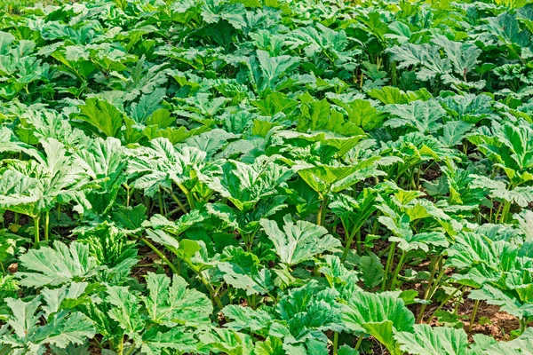 Thickets of sosnovsky hogweed — Stock Photo, Image