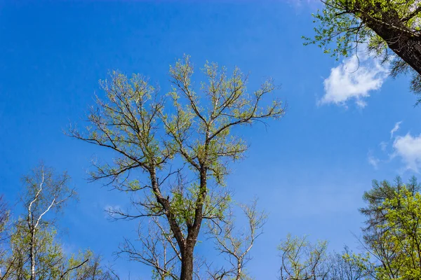 Sky and spring poplar — Stock Photo, Image