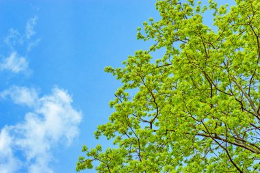 dalları bahar yaprakları ile