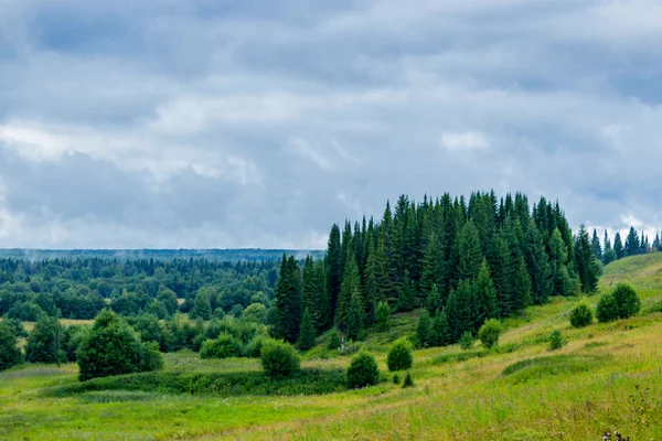 Les v deštivý den — Stock fotografie