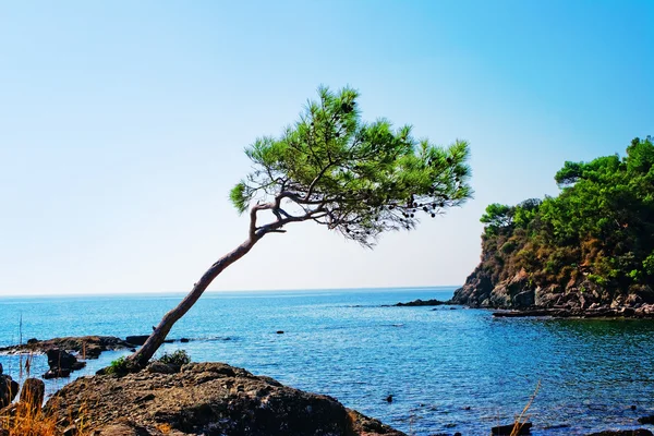 Pine on a sea coast — Stock Photo, Image