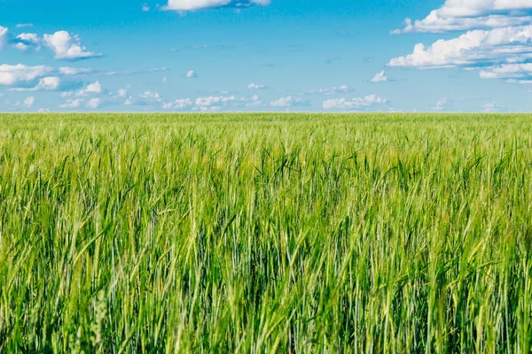 Campo de trigo verde — Foto de Stock