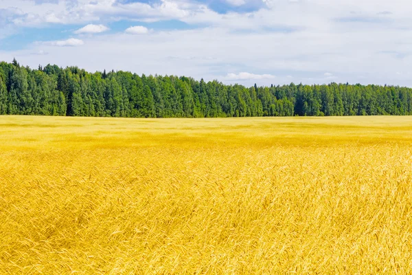Κίτρινο χωράφι σίτου — Φωτογραφία Αρχείου