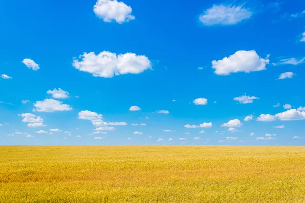 Gelbweizenfeld — Stockfoto