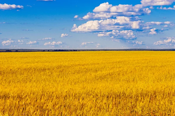 Campo de trigo amarillo — Foto de Stock