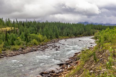 Bir yaz günü, kayaların arasından akan temiz bir kuzey nehri.