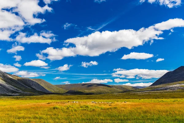 Toundra Les Montagnes Dans Oural Subpolaire Jour Été — Photo