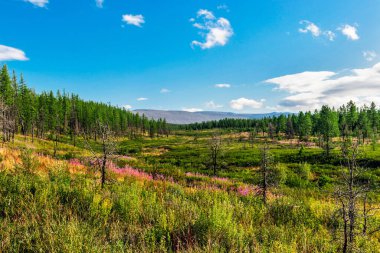 Kutup altı Urallar 'daki Tundra ormanı ve dağlar güneşli bir yaz gününde