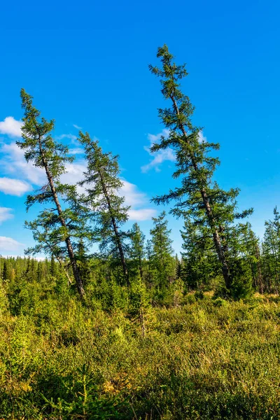 Hoge Lariksbomen Het Bosgebied Een Zonnige Zomerdag — Stockfoto