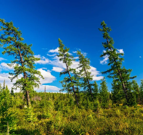 Leżące Wysokie Modrzewie Lesie Słoneczny Letni Dzień — Zdjęcie stockowe