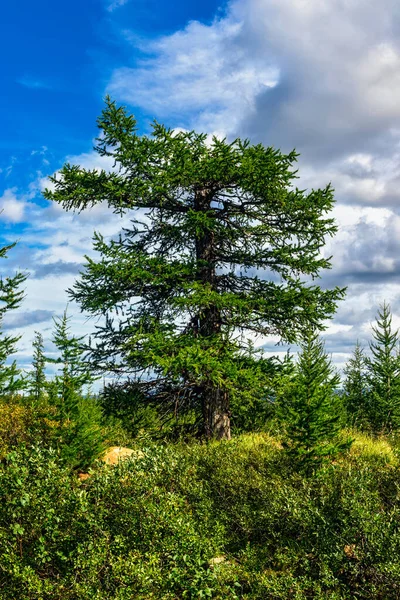 A huge larch tree with a broken top in the forest area on a sunny summer day