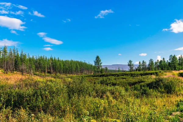 Foresta Della Tundra Montagne Negli Urali Subpolari Una Giornata Estiva — Foto Stock